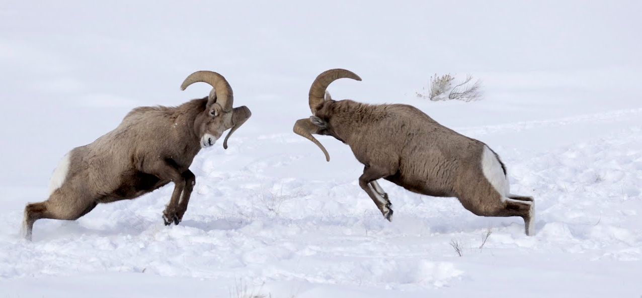 Animal fight